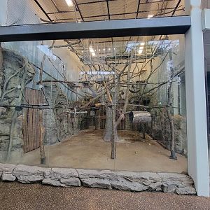 RWPZ 7/22 - Primate exhibit, Bolivian grey titi monkeys