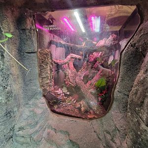 RWPZ 7/22 - Herp exhibits in Faces of the Rainforest