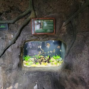 RWPZ 7/22 - Angelfish