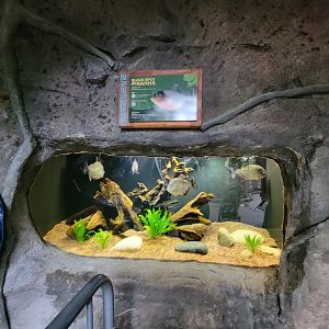 RWPZ 7/22 - Black-spot piranhas