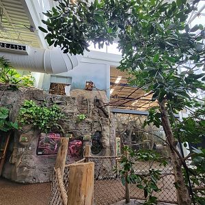 RWPZ 7/22 - Herp windows, dog door for tamarins, Bolivian grey titi monkeys