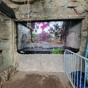 RWPZ 7/22 - Green anaconda