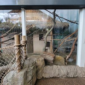 RWPZ 7/22 - Southern tamandua, keel-billed toucan