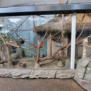 RWPZ 7/22 - Southern tamandua, keel-billed toucan