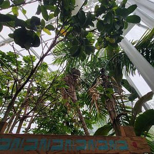 RWPZ 7/22 - The sloth, sighted