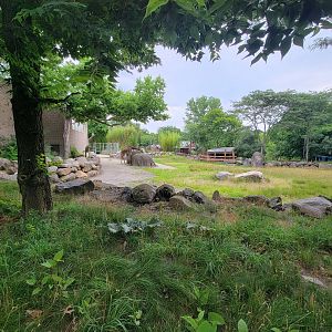 RWPZ 7/22 - Giraffes