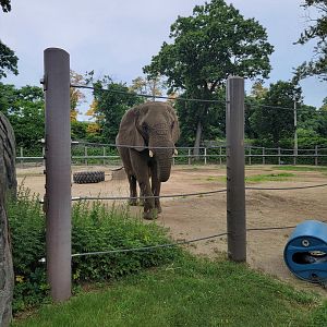 RWPZ 7/22 - African elephants