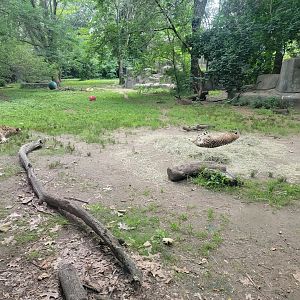 RWPZ 7/22 - Cheetahs