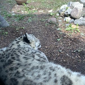Snow Leopard