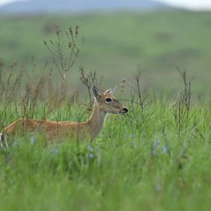 Pampas deer (Ozotoceros bezoarticus)