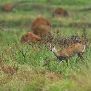 Pampas deer (Ozotoceros bezoarticus)