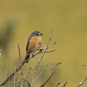 Grey-backed Tachuri Polystictus superciliaris