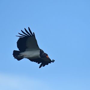 King Vulture Sarcoramphus papa