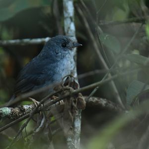 Brasilia Tapaculo Scytalopus novacapitalis