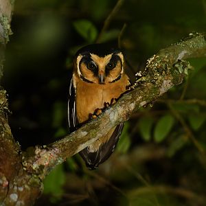 Buff-fronted Owl Aegolius harrisii
