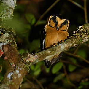 Buff-fronted Owl Aegolius harrisii