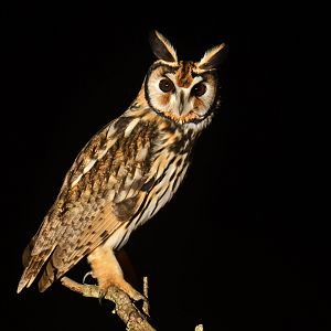 Striped Owl Pseudoscops clamator