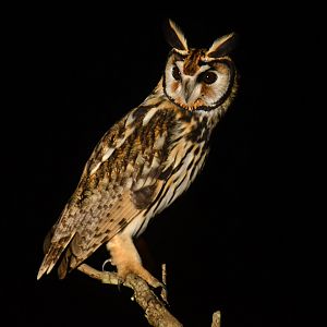 Striped Owl Pseudoscops clamator