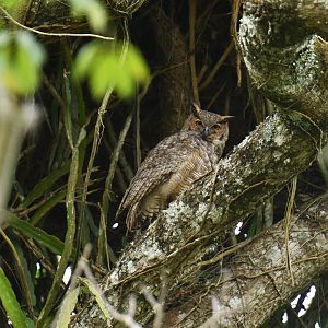 Great Horned Owl Bubo virginianus