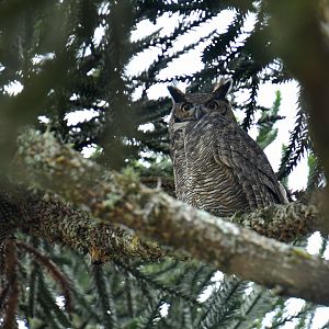 Great Horned Owl Bubo virginianus