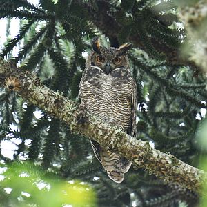 Great Horned Owl Bubo virginianus