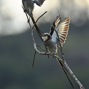 Streamer-tailed Tyrant Gubernetes yetapa