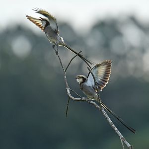 Streamer-tailed Tyrant Gubernetes yetapa