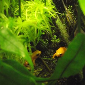 Golden Mantellas - Zooparc de Beauval - 10/2020