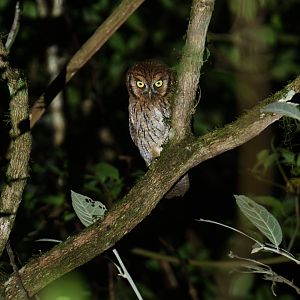 Tropical Screech-Owl Megascops choliba