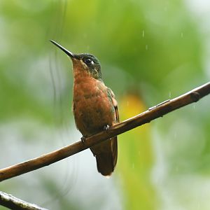 Brazilian Ruby Clytolaema rubricauda