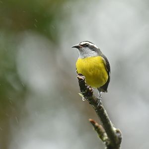 Bananaquit Coereba flaveola