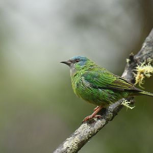Blue Dacnis Dacnis cayana