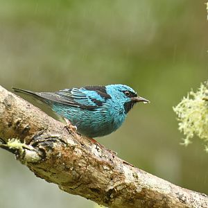 Blue Dacnis Dacnis cayana