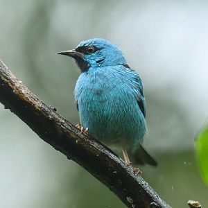 Blue Dacnis Dacnis cayana