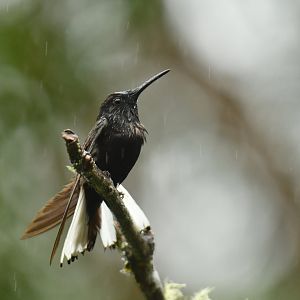 Black Jacobin Florisuga fusca