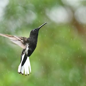 Black Jacobin Florisuga fusca