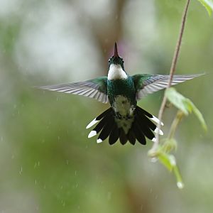 White-throated Hummingbird Leucochloris albicollis