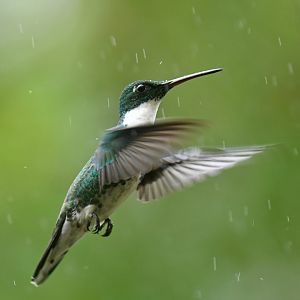 White-throated Hummingbird Leucochloris albicollis