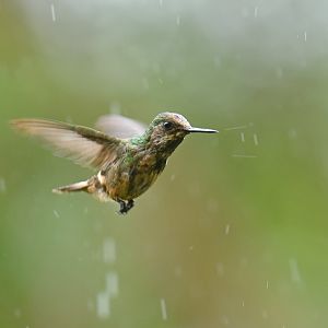 Festive Coquette Lophornis chalybeus