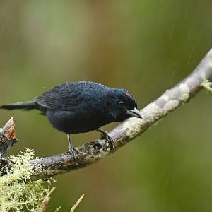 Ruby-crowned Tanager Tachyphonus coronatus