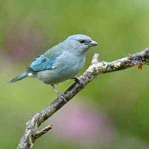 Azure-shouldered Tanager Thraupis cyanoptera
