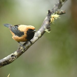 Burnished-buff Tanager Stilpnia cayana