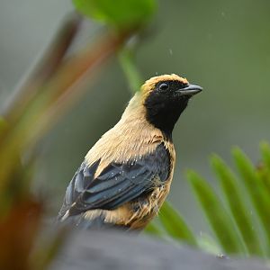 Burnished-buff Tanager Stilpnia cayana