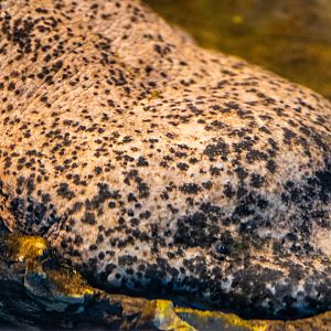 Chinese Giant Salamander