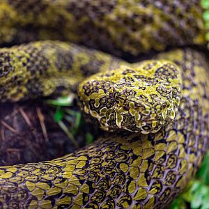 Mangshan Pit Viper