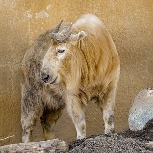 Golden Takin