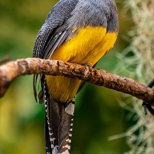Green Backed Trogon(female)