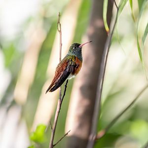 Amazilia Hummingbird