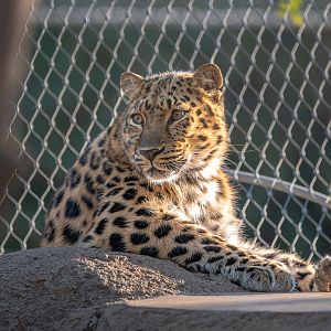 Amur Leopard