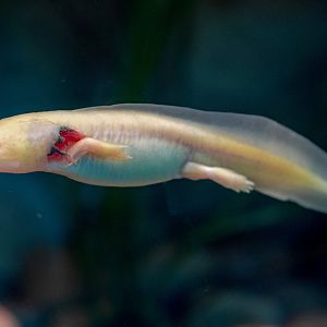 Axolotl